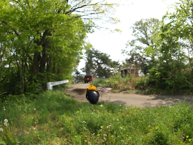 クマバチのホバリング（一眼レフ）