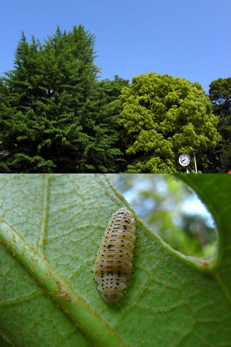困ってしまったエノキハムシ