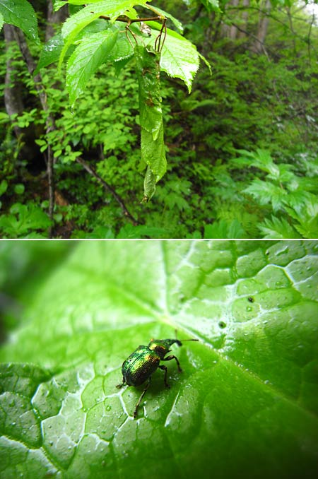 ドロハマキチョッキリ