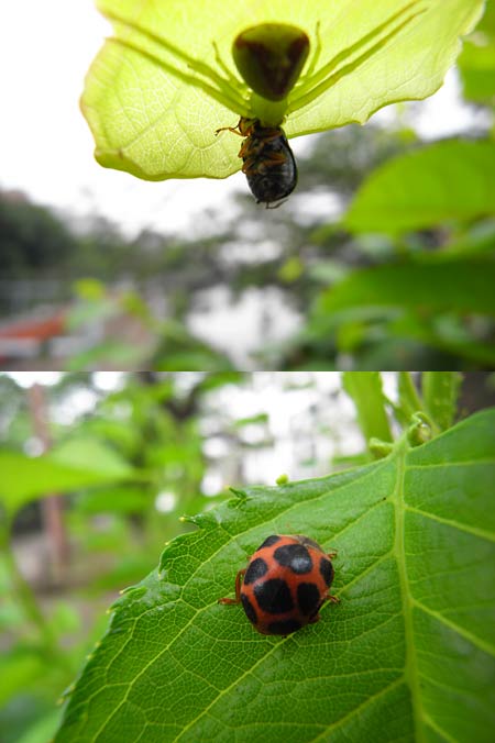 トホシテントウ