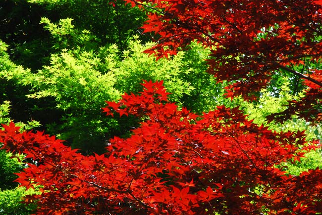 ニコン鈴鹿大撮影会