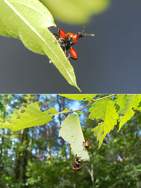 ルイスアシナガオトシブミ