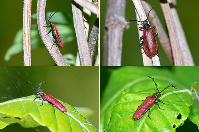 ベニコメツキとアカハネムシ