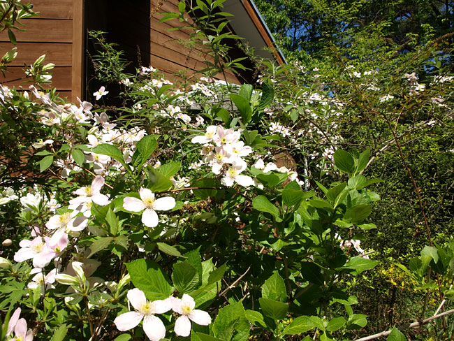 庭のクレマチス