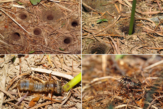 ハンミョウ釣り