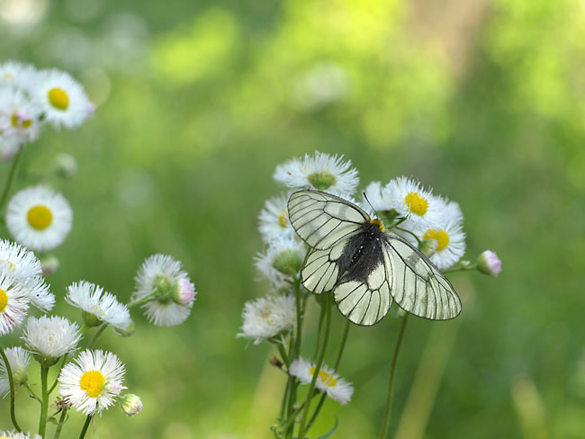 ウスバシロチョウ