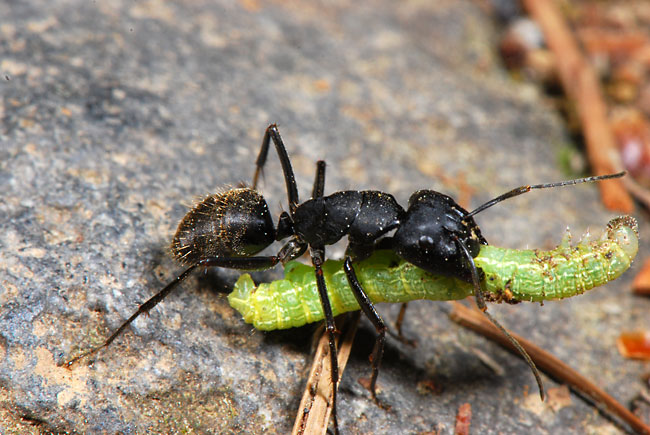 獲物を運ぶクロオオアリ