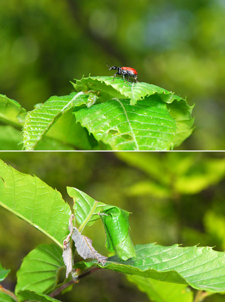 活動をはじめたオトシブミ