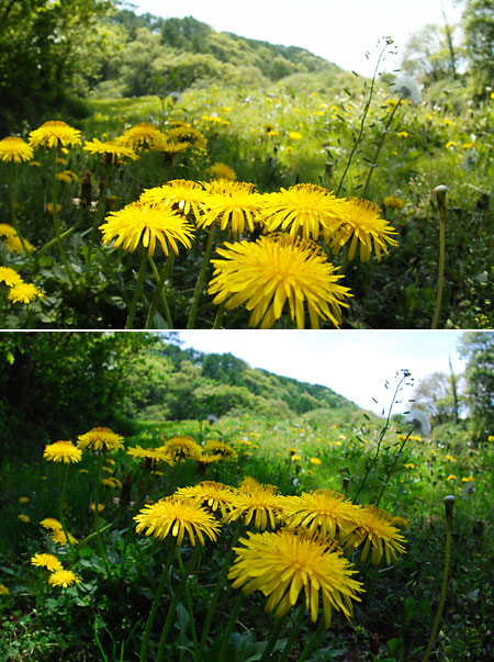 SD14と魚眼レンズ