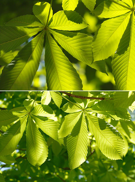 SD14とマクロレンズ