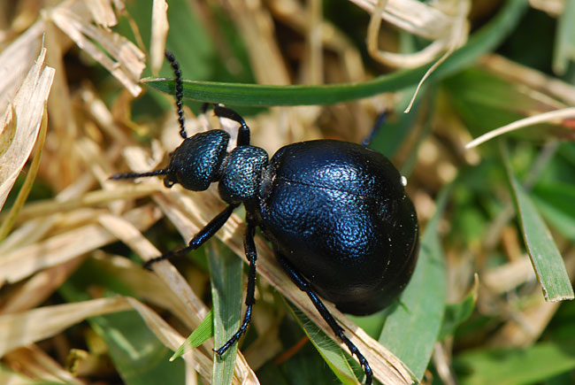 マルクビツチハンミョウ