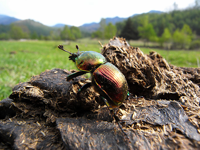 オオセンチコガネ