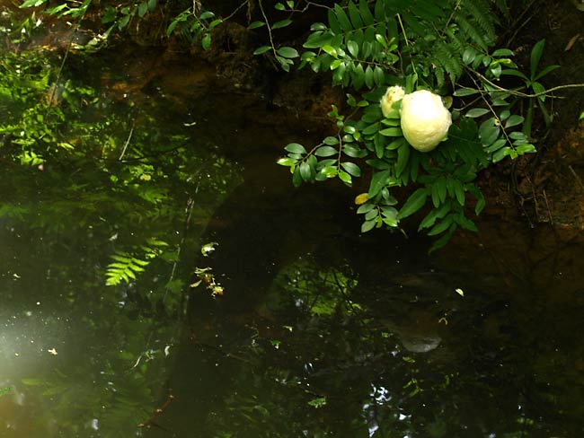 モリアオガエルの卵（夢の森公園）
