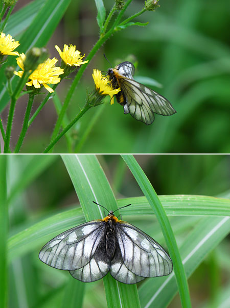 ウスバシロチョウ日本海型