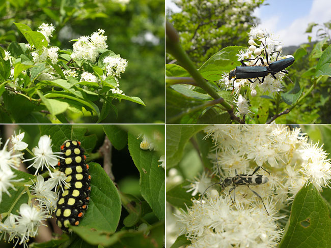 サワフタギにいた虫