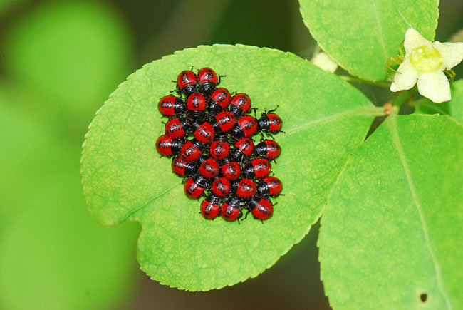 アオクチブトカメムシの幼虫