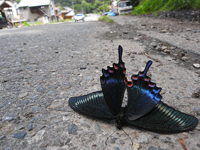 ミヤマカラスアゲハの交通事故