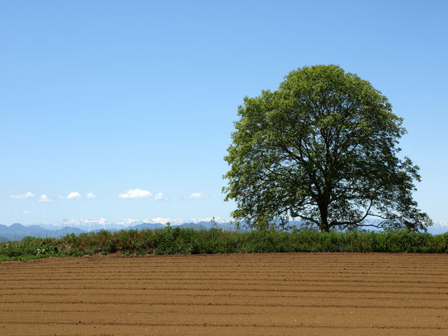 いつものクルミの木