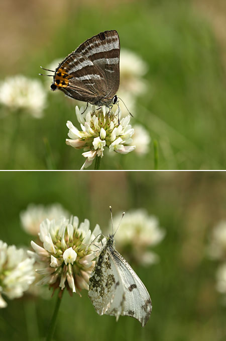 ツマキチョウ、トラフシジミ