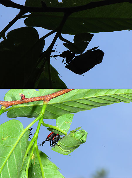 オトシブミの交尾