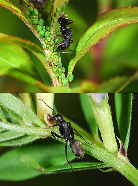 蜜を吸うクロオオアリ