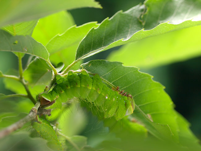 ヤママユガの幼虫