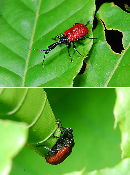 ナミオトシブミのオスとメス
