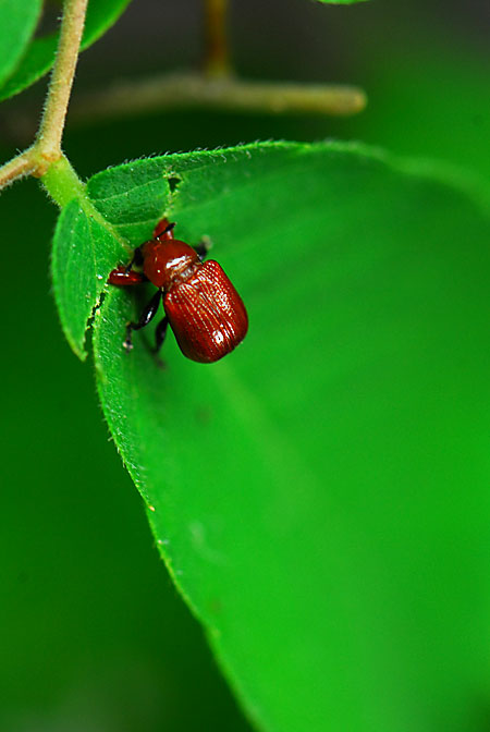 ルイスアシナガオトシブミ