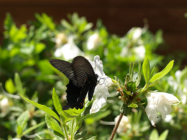 庭のクロアゲハ