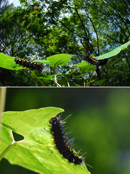 ヒメギフチョウの幼虫