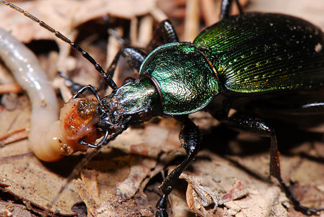 アオオオサムシ