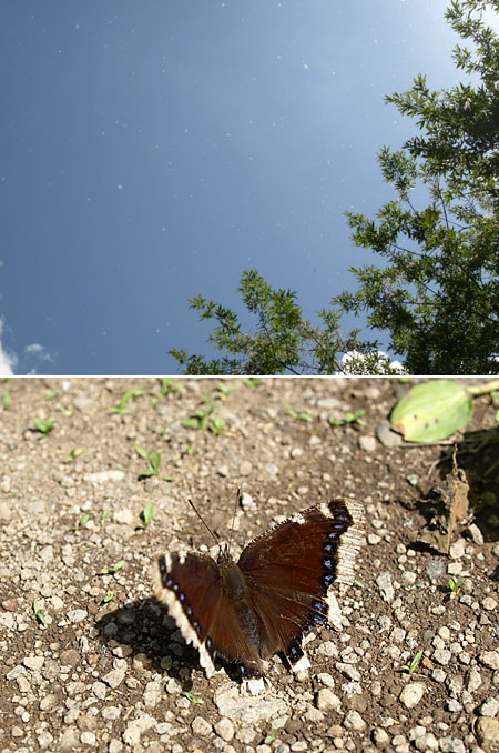 ヤナギの綿毛とキベリタテハ