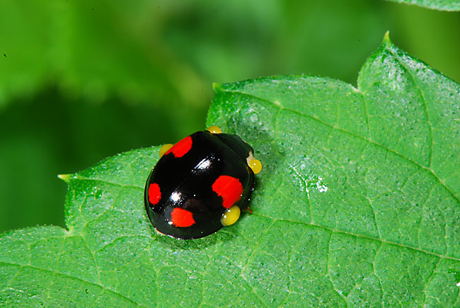 テントウムシの毒液