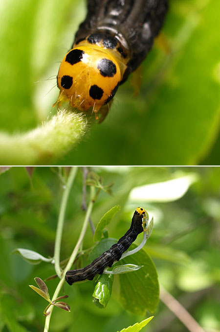 テントウムシみたいなガの幼虫
