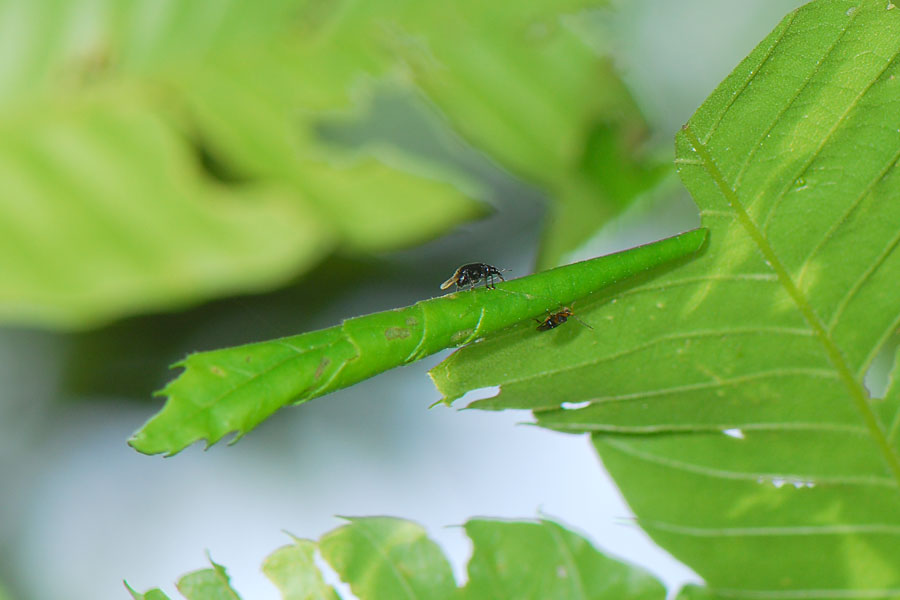 ミヤマイクビチョッキリ