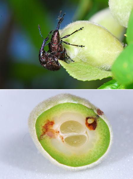 モモチョッキリの産卵