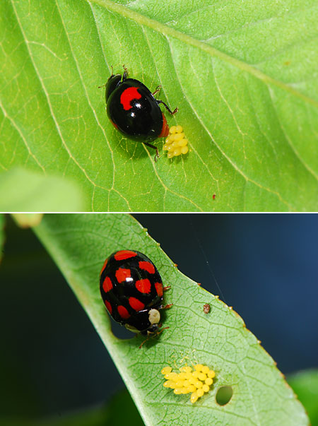 産むもの食べるもの（ナミテントウ）
