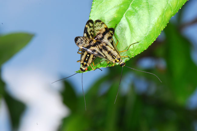 シリアゲムシの交尾