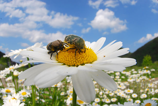 フランスギクの上のコアオハナムグリ
