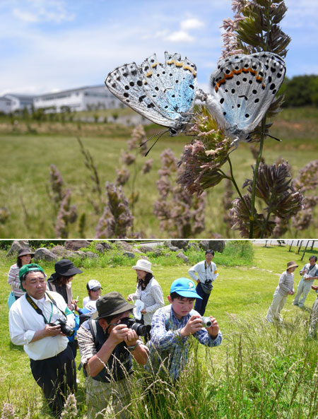 オオルリシジミ観察会