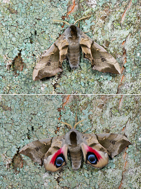 ウチスズメの威嚇