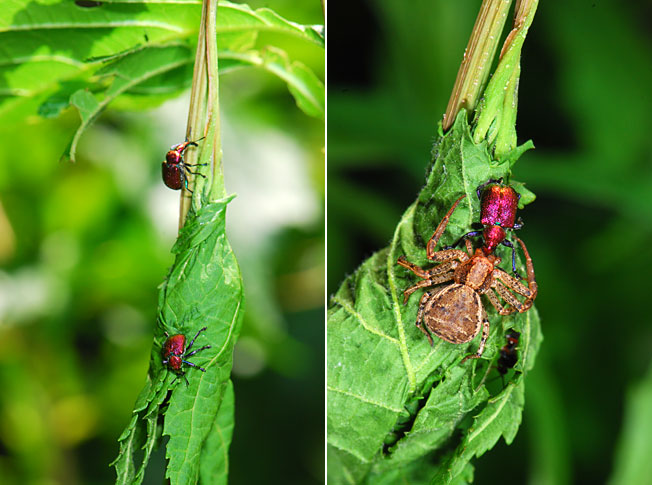 イタヤハマキチョッキリの悲劇