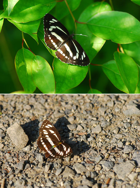 ミスジチョウとコミスジ