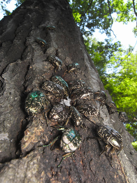 シロテンハナムグリ