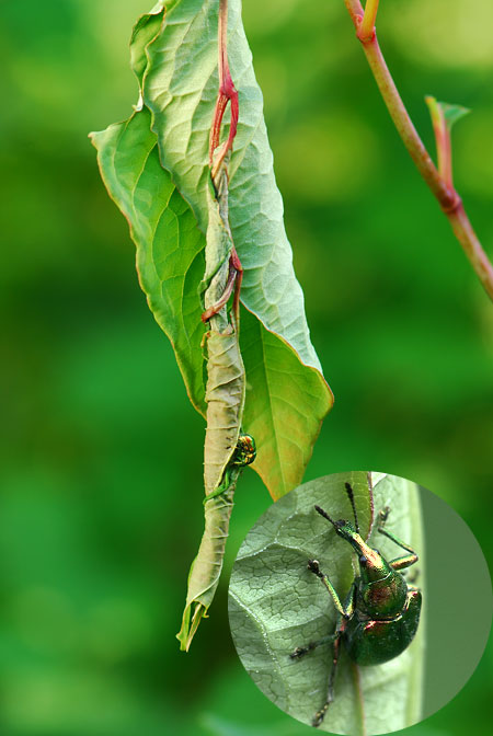 ドロハマキチョッキリ