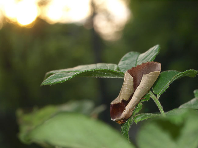 ムラサキシャチホコ