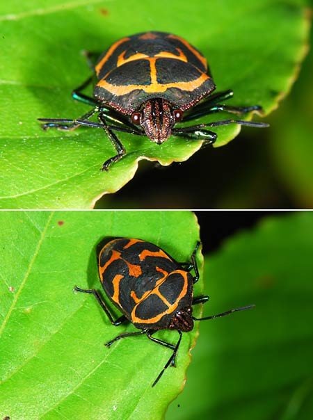 アカスジキンカメムシ