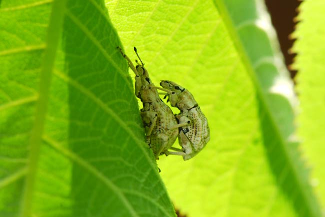 ヒメシロコブゾウムシ