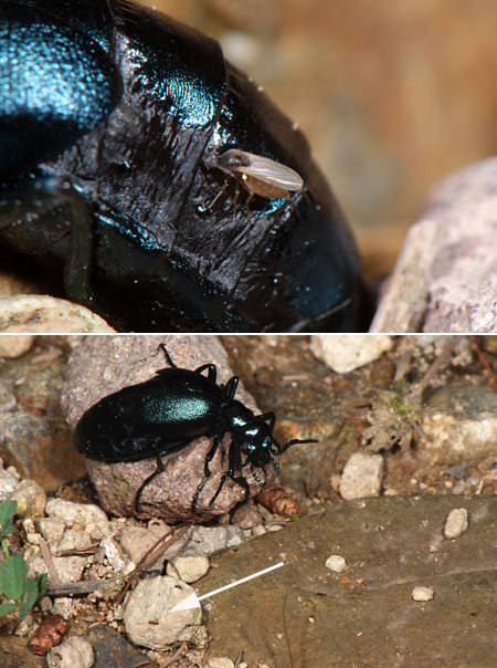 ツチハンミョウの血を吸うブヨ