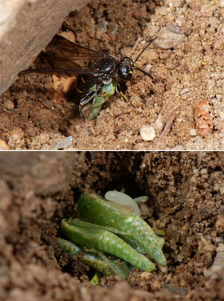 ヨコバイを狩るハチ